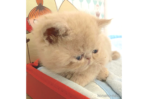 成約済の神奈川県のエキゾチックショートヘア-98095の2枚目